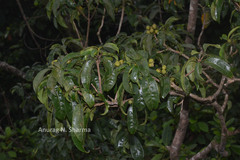 Pittosporum dasycaulon